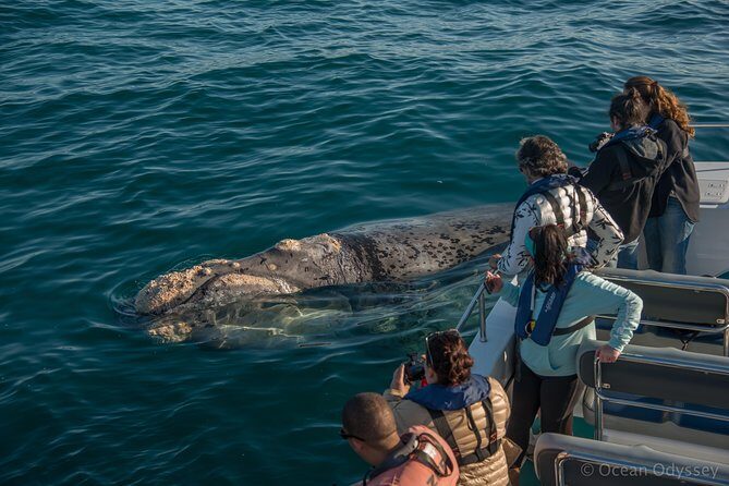 Whale Watching Knysna - Close Encounter Experience Ocean Odyssey - What To Expect from the Knysna Whale Watching Tour