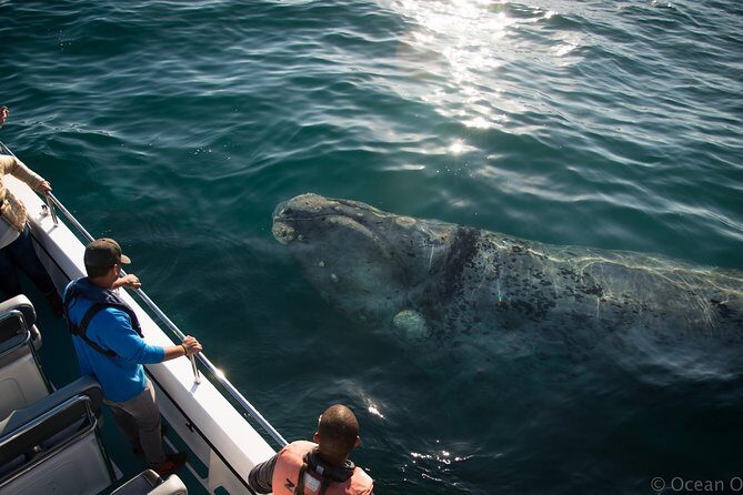 Whale Watching Knysna - Close Encounter Experience Ocean Odyssey - Practical Tips for a Great Experience