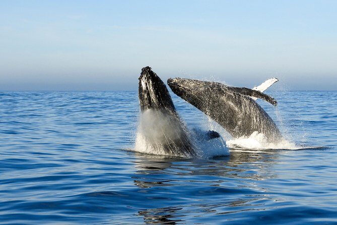 Whale Watching Knysna - Close Encounter Experience Ocean Odyssey - FAQ: Your Questions About the Knysna Whale Watching Tour