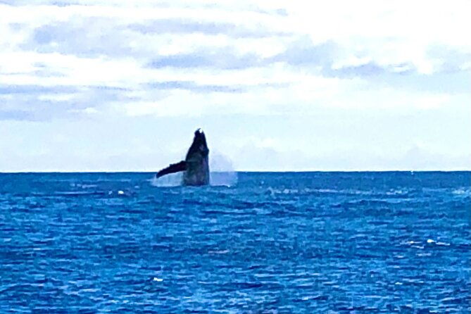 whale-watching-late-breakfast-cruise-in-honolulu