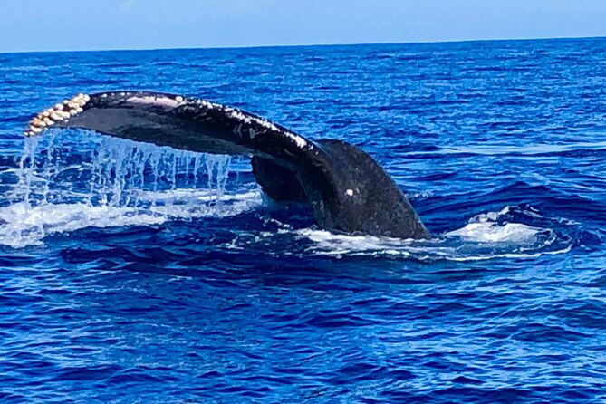 whale-watching-late-breakfast-cruise-in-honolulu