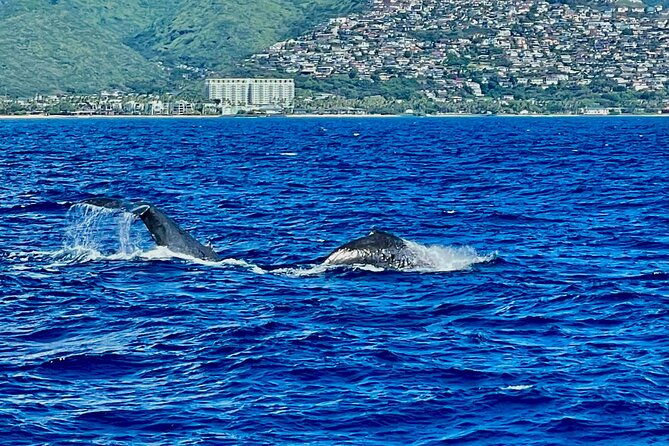 whale-watching-late-breakfast-cruise-in-honolulu