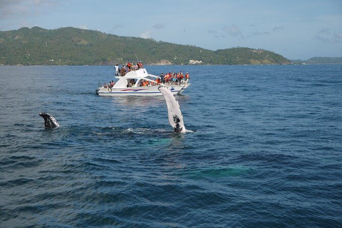 whale-watching-limon-waterfall-day-trip