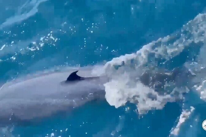 Whale Watching Mirissa in Sri Lanka with Pickup and Breakfast - Frequently Asked Questions