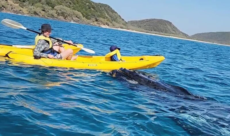 Whale Watching Ocean Kayak & Beach 4X4 Tour Noosa - A Unique Approach to Whale Watching