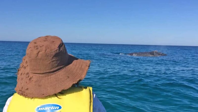 Whale Watching Ocean Kayak & Beach 4X4 Tour Noosa - The Itinerary: From Beach to Water to Wilderness
