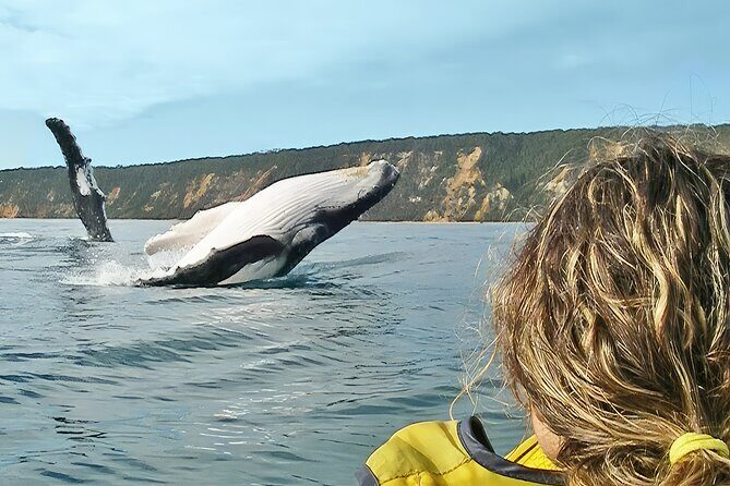 Whale Watching Ocean Kayak Tour - Introduction