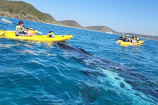 Whale Watching Ocean Kayak Tour - Key Points