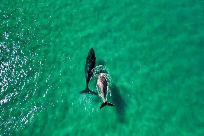 Whale Watching Ocean Kayak Tour - Who Is This Tour Best For?