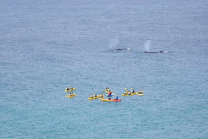 Whale Watching Ocean Kayak Tour - FAQ