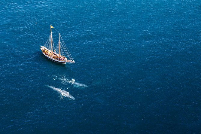 whale-watching-on-a-traditional-oak-sailing-ship-from-husavik