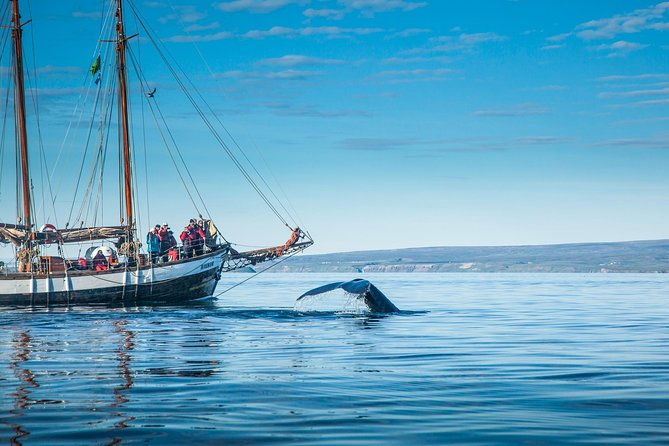 whale-watching-on-a-traditional-oak-sailing-ship-from-husavik