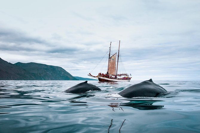 whale-watching-on-a-traditional-oak-sailing-ship-from-husavik