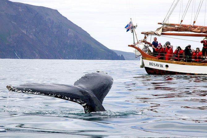 whale-watching-on-a-traditional-oak-sailing-ship-from-husavik