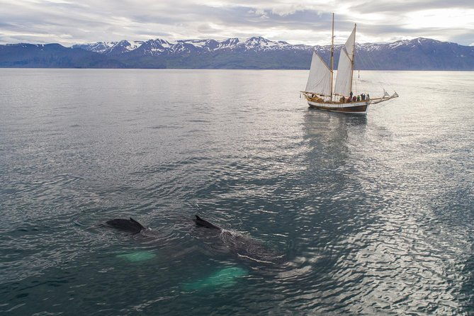whale-watching-on-a-traditional-oak-sailing-ship-from-husavik