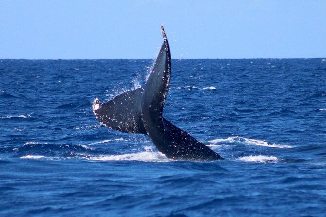 whale-watching-on-big-island