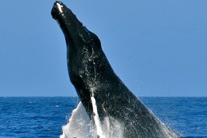 whale-watching-on-sundeck-in-bermuda