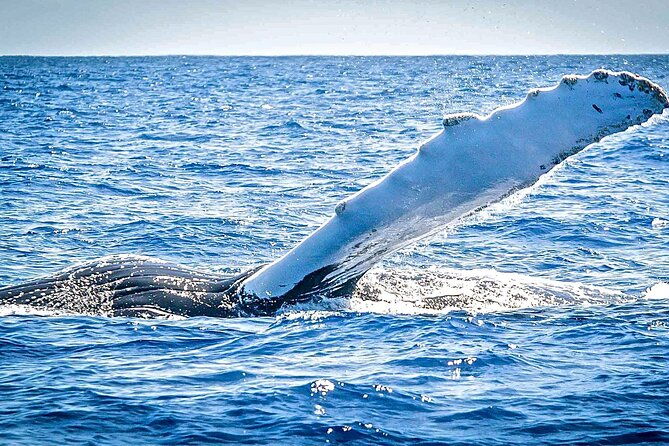 whale-watching-on-sundeck-in-bermuda