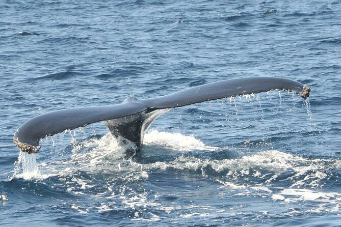 whale-watching-on-sundeck-in-bermuda