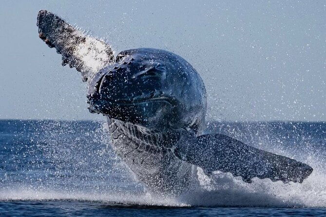 whale-watching-on-sundeck-in-bermuda
