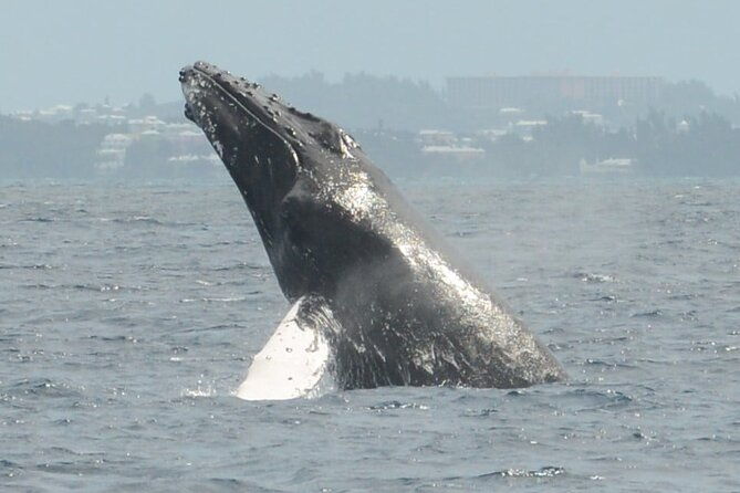 whale-watching-on-sundeck-in-bermuda