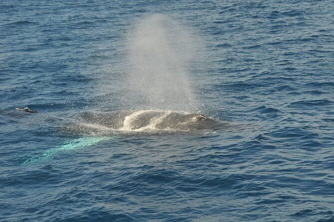 whale-watching-on-sundeck-in-bermuda