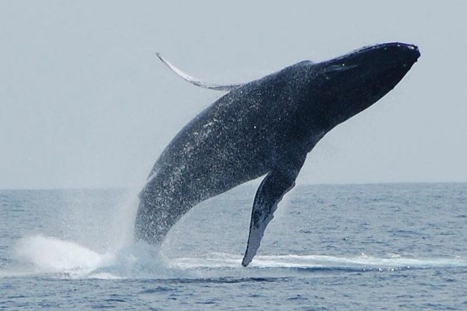 whale-watching-on-the-big-island