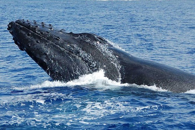 whale-watching-on-the-big-island