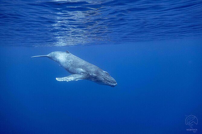 Whale watching on the preserved and quiet coast of Paea (Pk26) - An Inside Look at the Whale Watching Experience in Paea