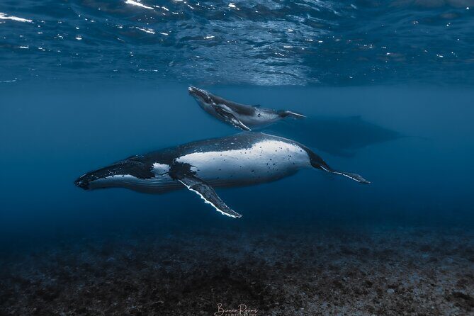 Whale Watching Shared Half Day - Exploring the Whale Watching Shared Half Day in Moorea