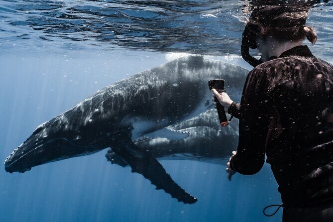 Whale Watching Shared Half Day - Why You Should Consider This Tour