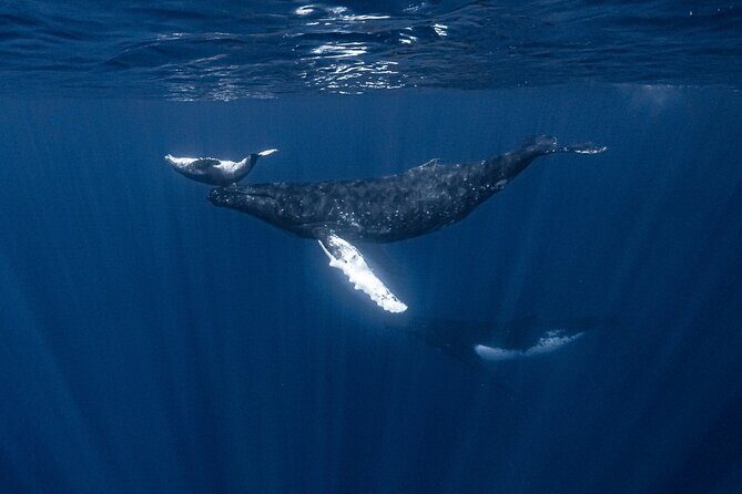 Whale Watching Shared Half Day - Who Will Love This Tour