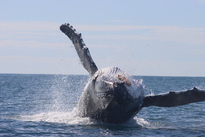 Whale Watching Terrigal - An Introduction to Whale Watching at Terrigal