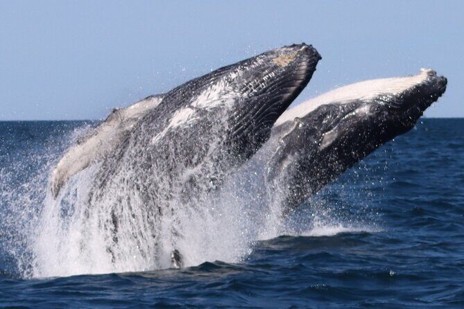 Whale Watching Terrigal - Practical Details: Transport, Timing, and Accessibility