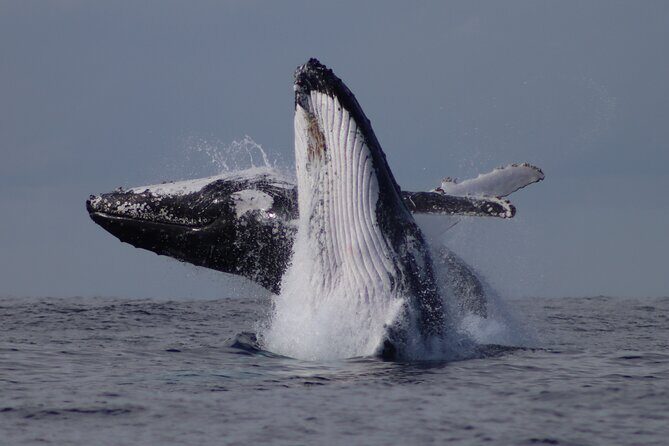 Whale Watching Terrigal - Final Thoughts: Is This Tour Worth It?