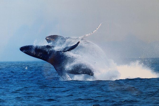 Whale Watching Tour - Authentic Experiences from Reviewers