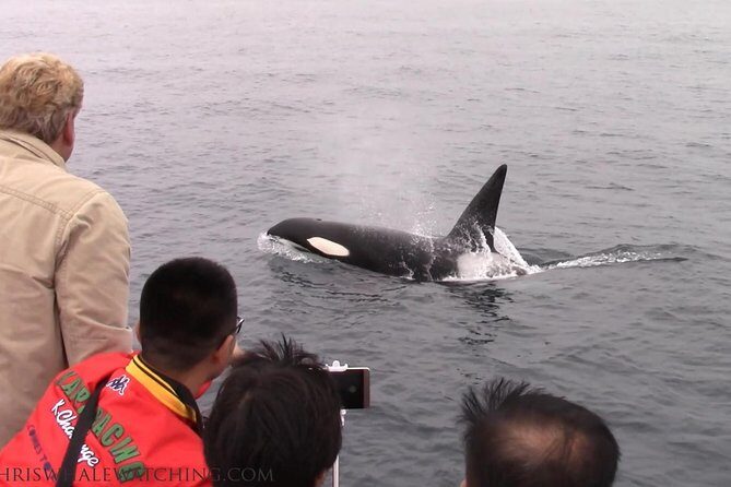 Whale Watching Tour - Final Thoughts: Who Should Book This Tour?