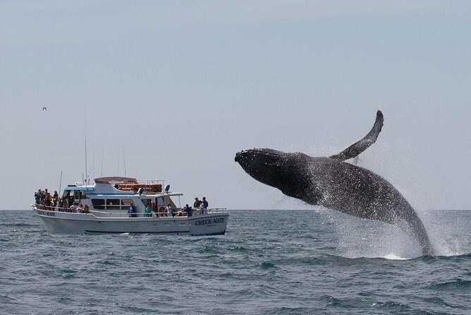 Whale Watching Tour - FAQ
