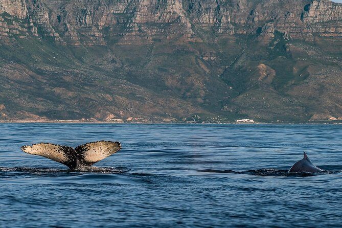 Whale Watching Tour from Cape Town - Overview of the Whale Watching Experience