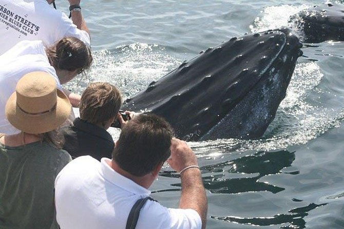 whale-watching-tour-in-gloucester