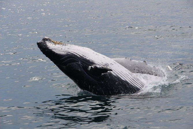 whale-watching-tour-in-gloucester