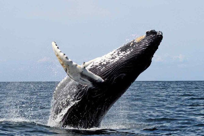 whale-watching-tour-in-samana-bay-from-las-terrenas