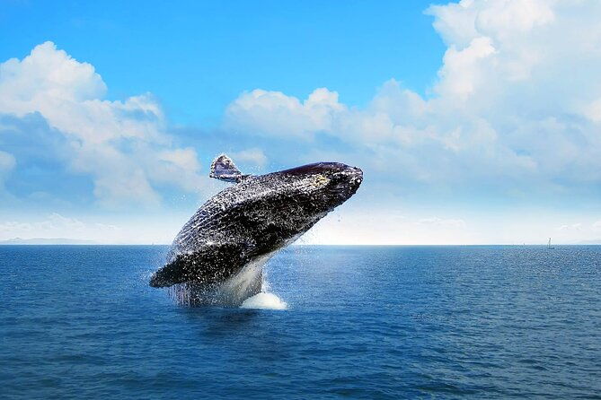 whale-watching-tour-in-samana-bay-from-las-terrenas