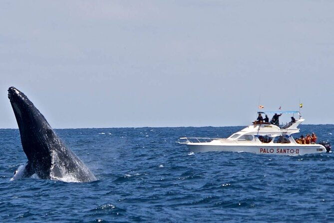whale-watching-tour-in-samana-bay-from-las-terrenas