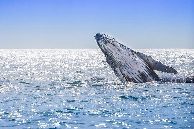 whale-watching-tour-in-samana-bay-from-las-terrenas