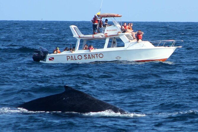whale-watching-tour-in-samana-bay-from-las-terrenas