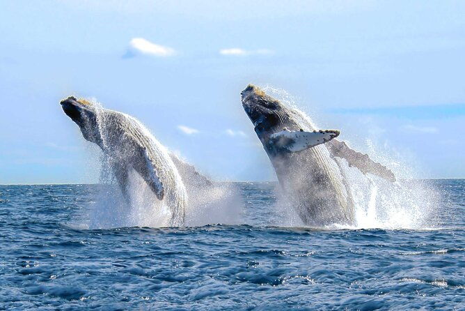 whale-watching-tour-in-samana-bay-from-las-terrenas