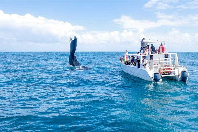 whale-watching-tour-in-samana-bay-from-las-terrenas