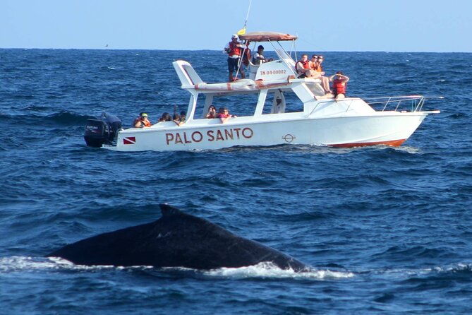 whale-watching-tour-in-samana-bay-with-lunch