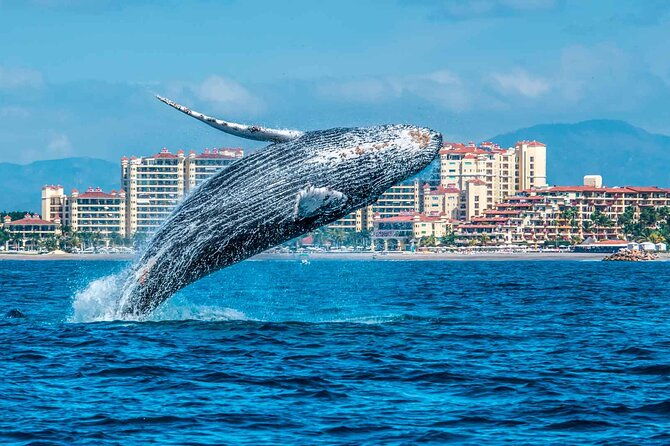 whale-watching-tour-in-samana-bay-with-lunch